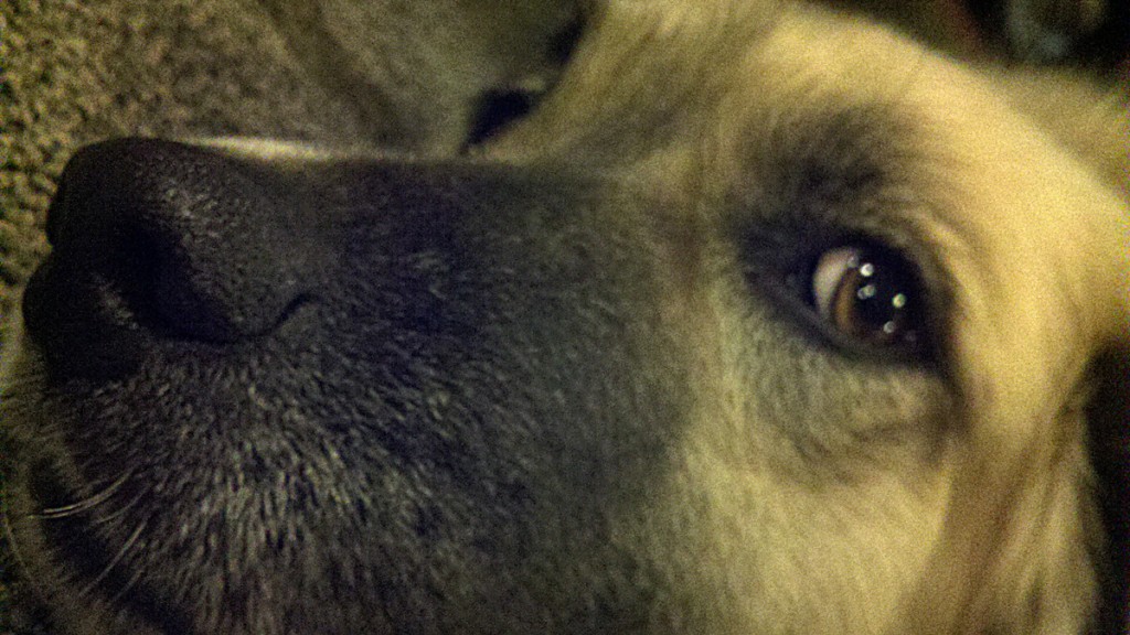 Our dog, Lucy, and her big brown eyes